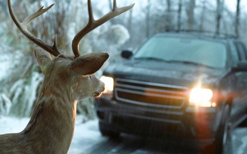 Deer in headlights of a car in the snow